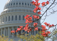 Spring at the U.S. Capitol building (image from aoc.gov)